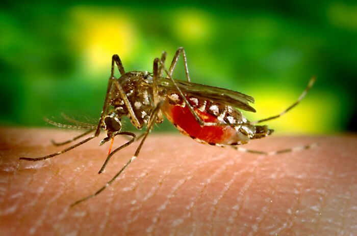 Mosquito feeding on skin, close-up showing dengue fever risk linked to Pacific Islands and climate-driven health concerns.