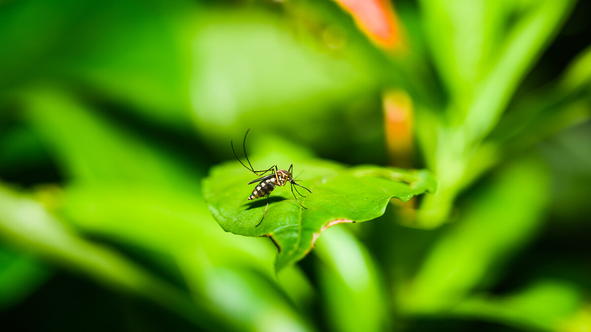 Mosquito resting on a green leaf, symbolizing Pacific Islands dengue fever outbreak and rising climate-driven health risks.