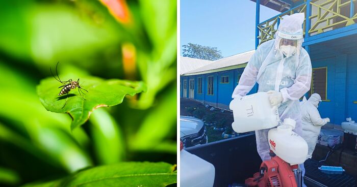 Pacific Islands Dengue Fever Outbreak Highlights Rising Climate-Driven Health Risks