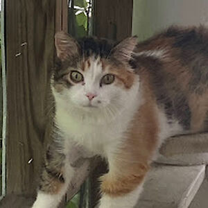 lynettakoecke avatar