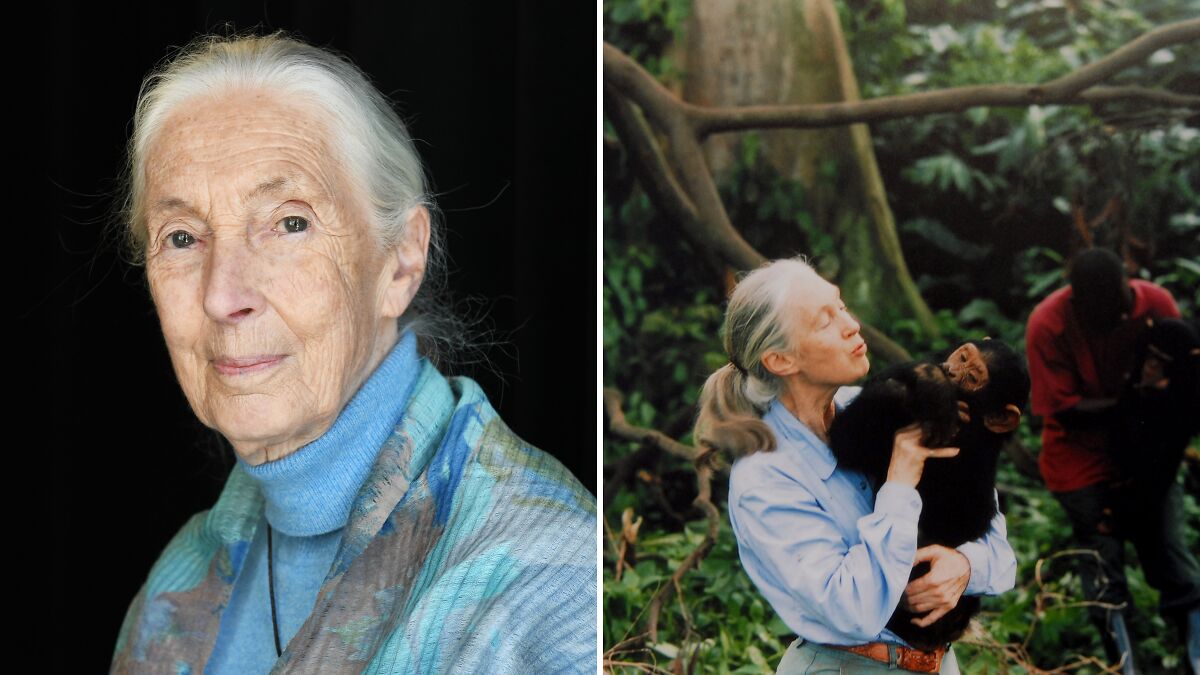 Jane Goodall holding a chimpanzee in a forest and portrait of her in a blue turtleneck and shawl.