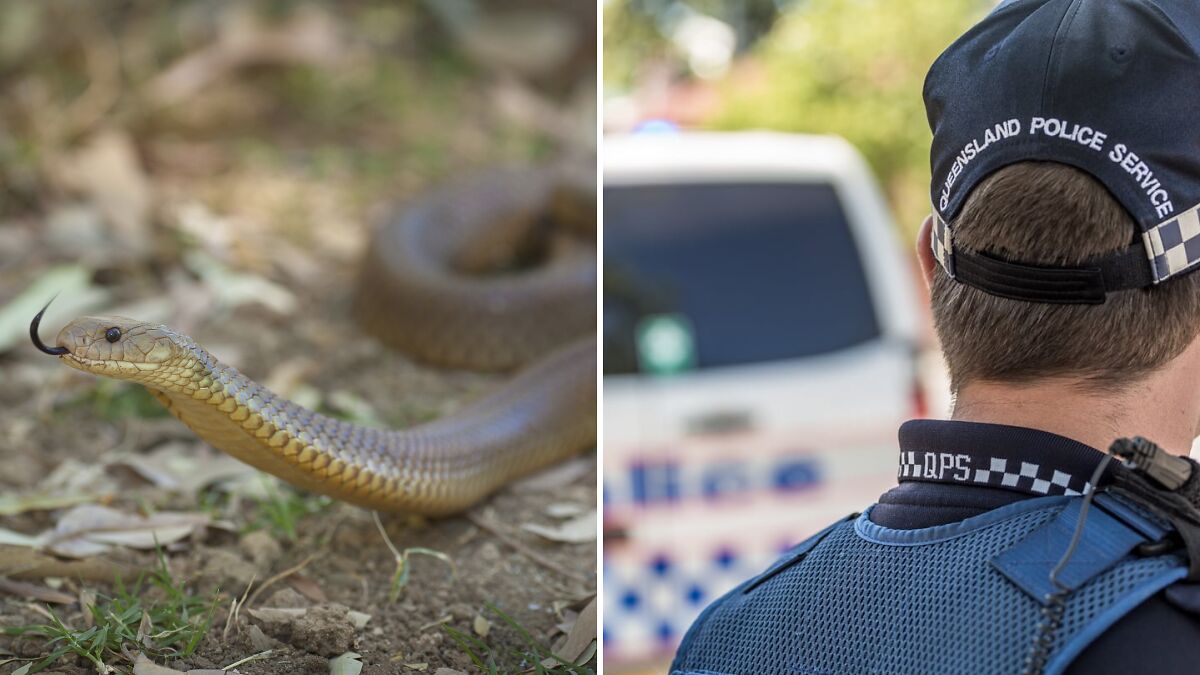 Close-up of a snake flicking its tongue on dirt ground next to a Queensland Police Service officer at a blurred vehicle.