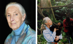 “Send Them Off”: Jane Goodall’s Posthumous Interview Goes Viral After She Slams 5 Public Figures