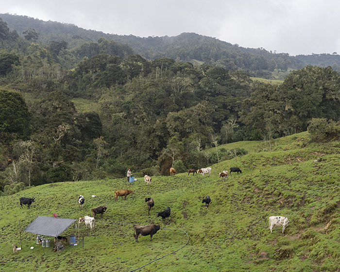Rural landscape with grazing cows and dense forest, unrelated to police rescue of children from Lev Tahor sect. Rural landscape with grazing cows and dense forest, unrelated to police rescue of children from Lev Tahor sect.
