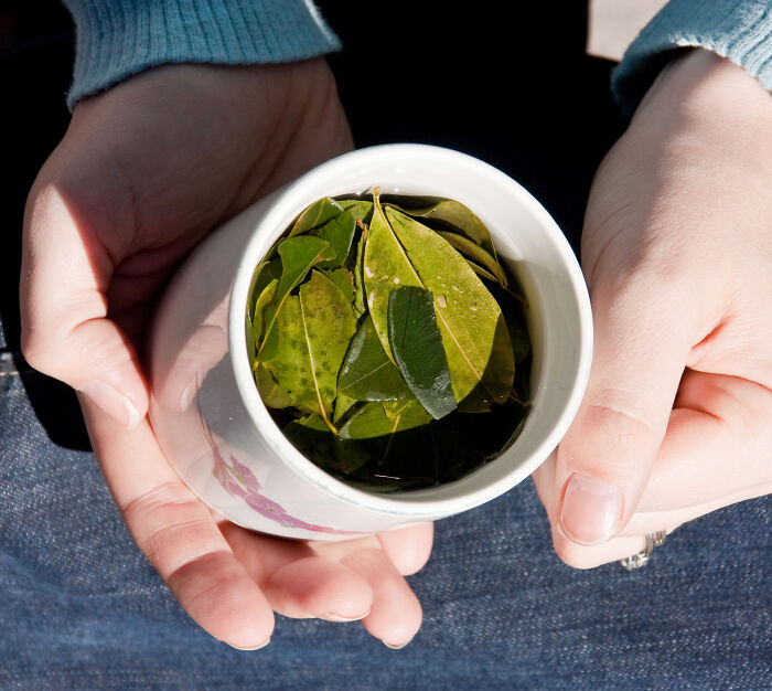 Hands holding a cup filled with coca leaves soaking in water, highlighting coca leaf discussion by WHO.