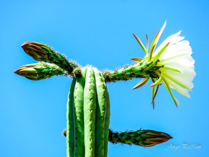 Blooming cactus with flower and buds under blue sky, symbolizing shamans' grim health forecast for Trump in 2026.