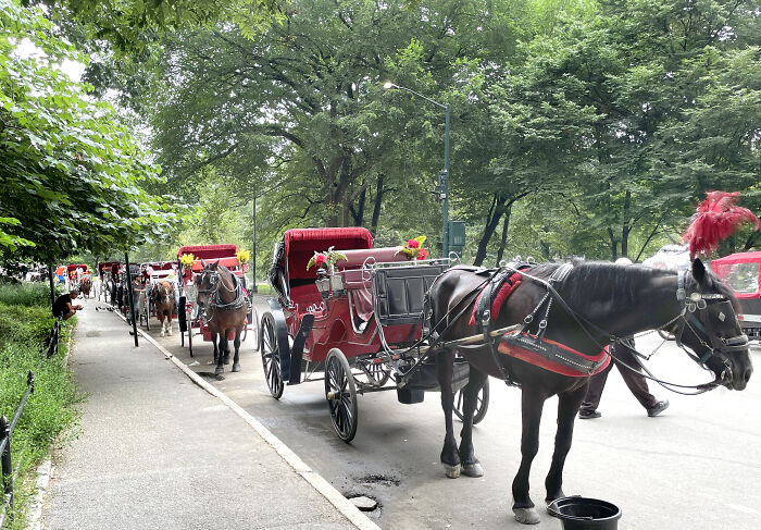 Horse-drawn carriages lined up on a New York City street surrounded by green trees on a summer day. Horse-drawn carriages lined up on a New York City street surrounded by green trees on a summer day.