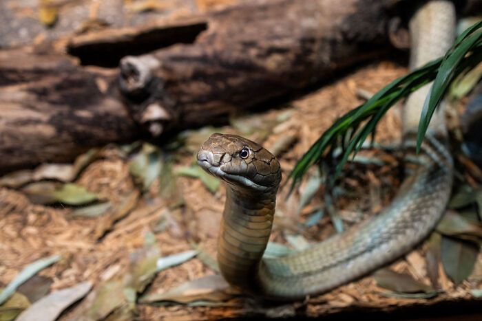 Snakes And Ivanka Lookalike Take Center Stage In Trump’s Sweaty Holiday Speech Snakes And Ivanka Lookalike Take Center Stage In Trump’s Sweaty Holiday Speech