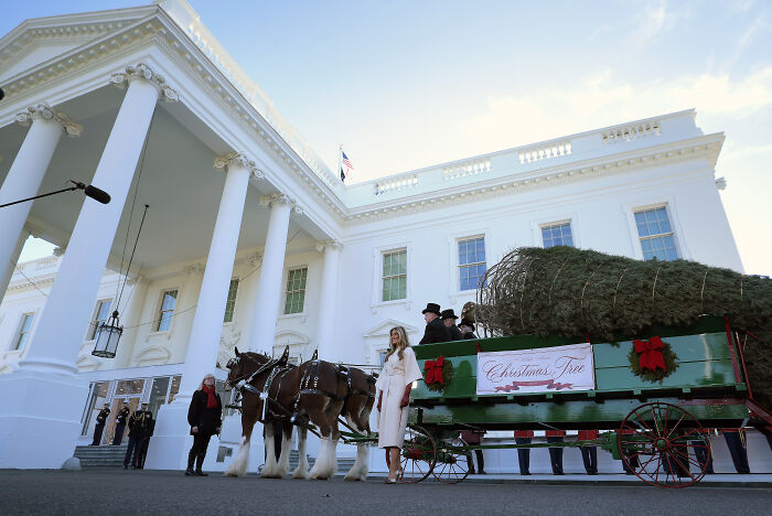 Horse-drawn wagon carrying a large Christmas tree during Melania Trump’s 2025 Christmas decorations event at the White House.
