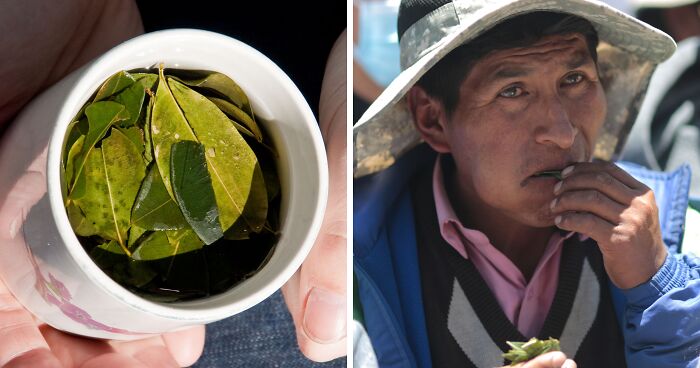 The WHO Says Coca Leaf Isn’t Very Harmful—So Why Keep It On The Hard Drug List?