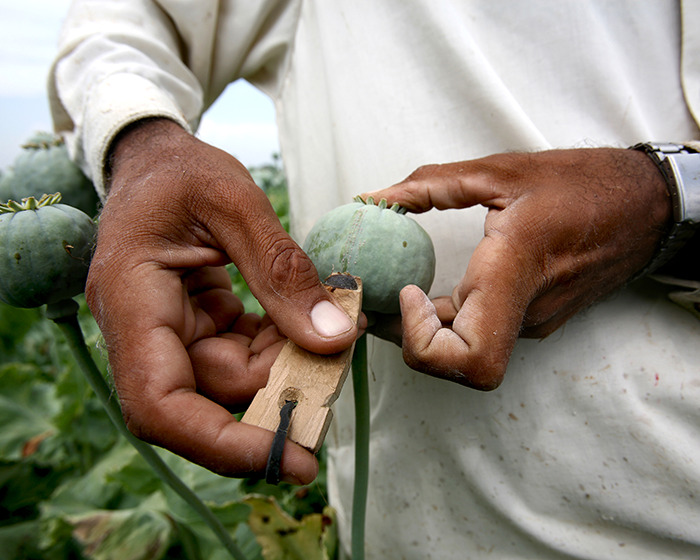 Beyond Fentanyl: How Ultra-Potent Nitazenes Are Redrawing The Opioid Map Beyond Fentanyl: How Ultra-Potent Nitazenes Are Redrawing The Opioid Map