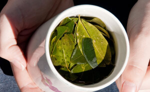 The WHO Says Coca Leaf Isn’t Very Harmful—So Why Keep It On The Hard Drug List?