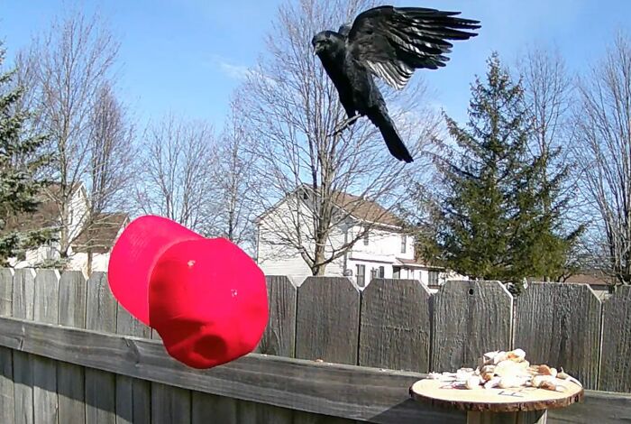 A crow in mid-flight attacking a red MAGA hat near a wooden fence and bird feeder in a suburban backyard.
