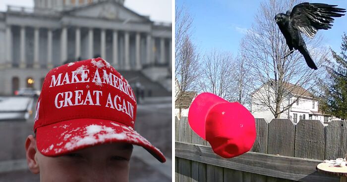 Man Goes Viral For Teaching Crows How To Attack MAGA Hats