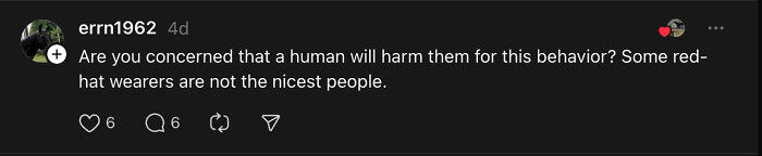 Comment on social media discussing concerns about humans harming crows trained to attack MAGA hats.