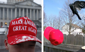 Man Goes Viral For Teaching Crows How To Attack MAGA Hats